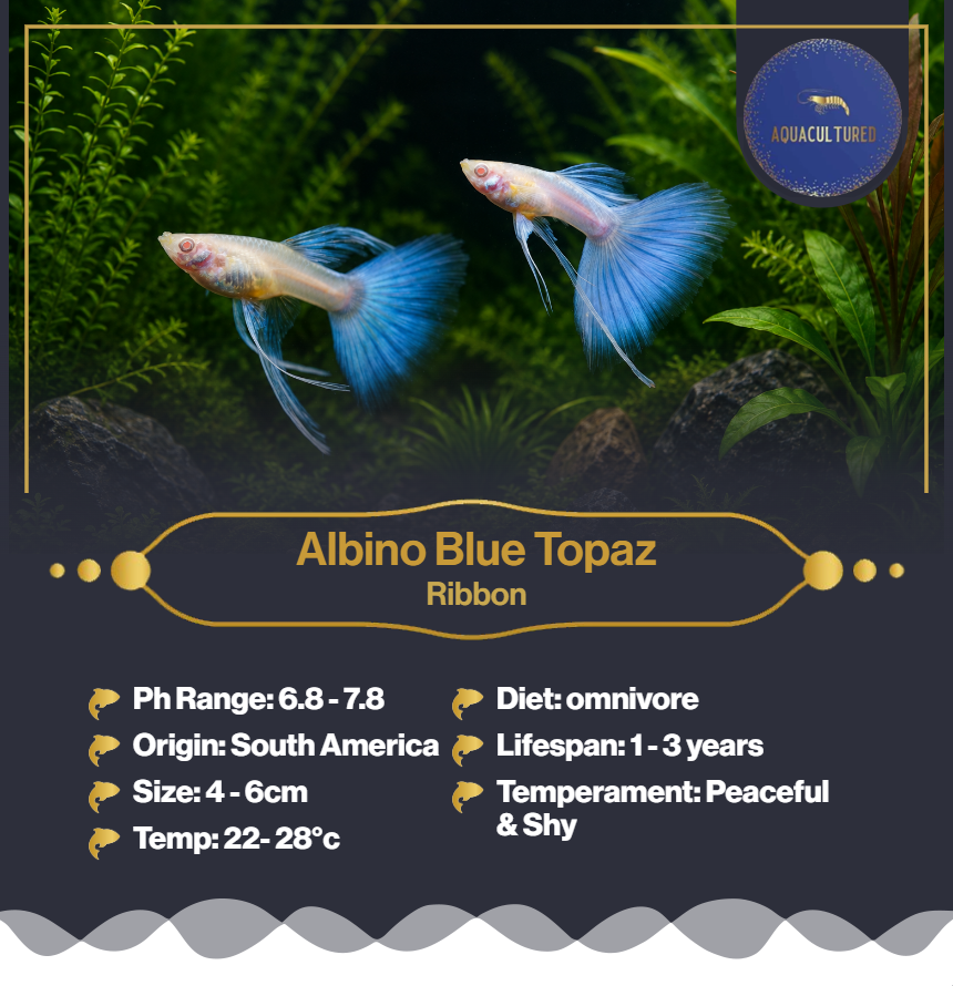 Albino blue topaz Ribbon