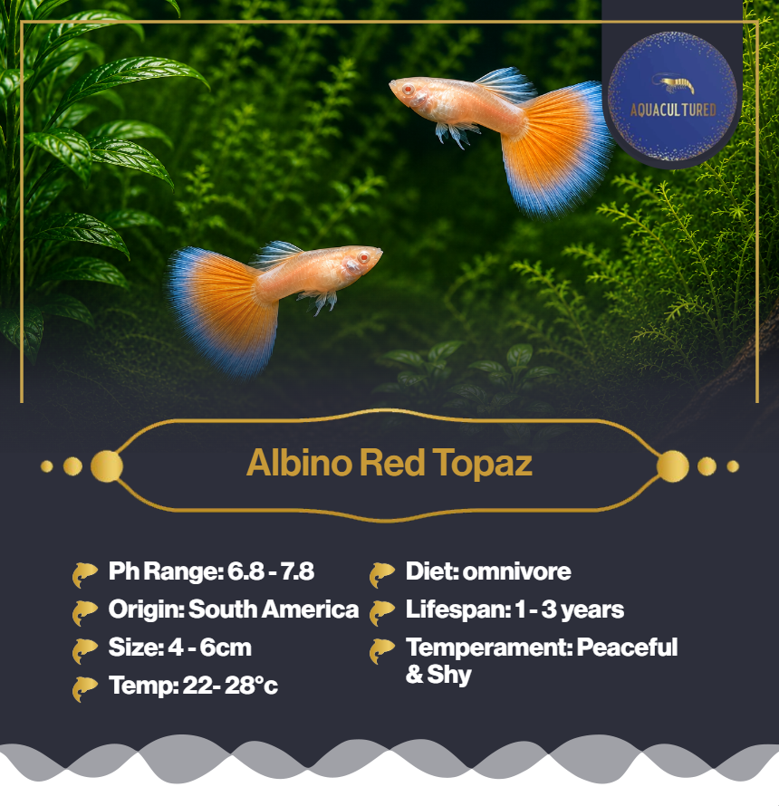 Albino Red Topaz