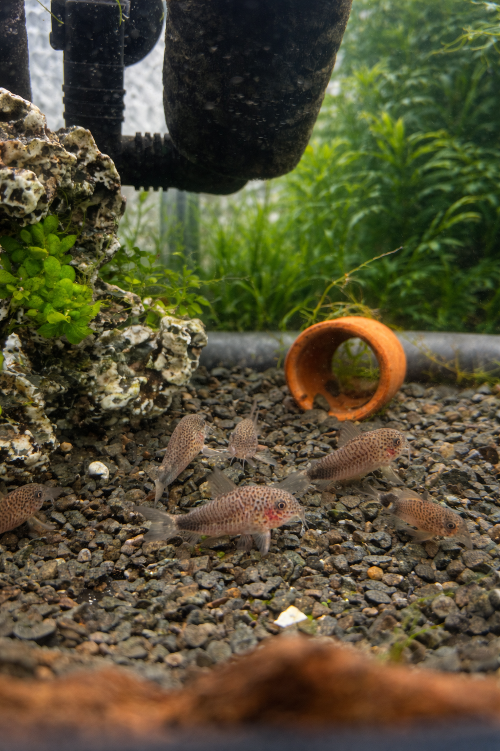 Similis Corys