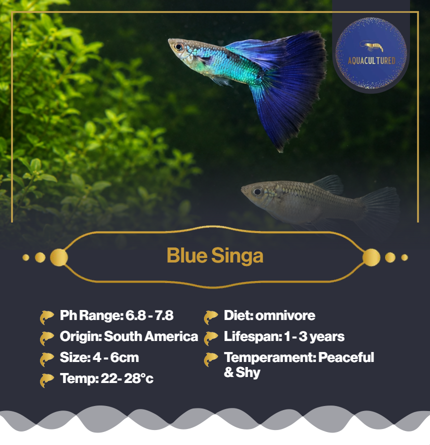 Singa Blue 