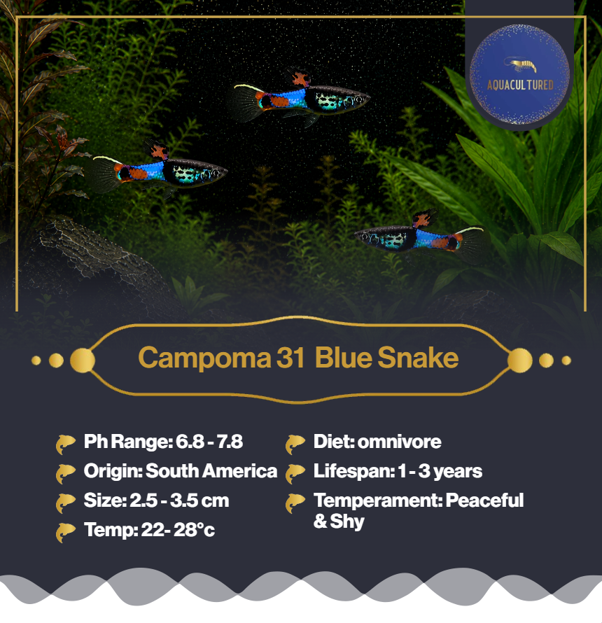 Campoma 31 Blue Snake