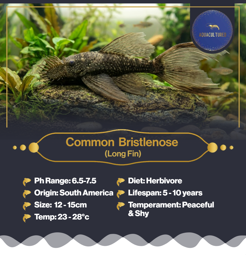 Common Bristlenose (LF)