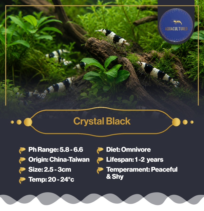 Black Crystal