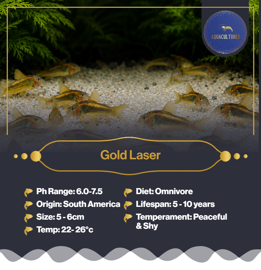 Gold Lazer Corys