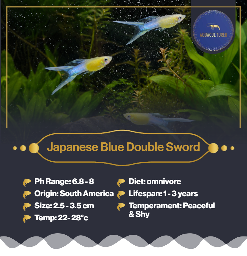 Japanese Blue double sword