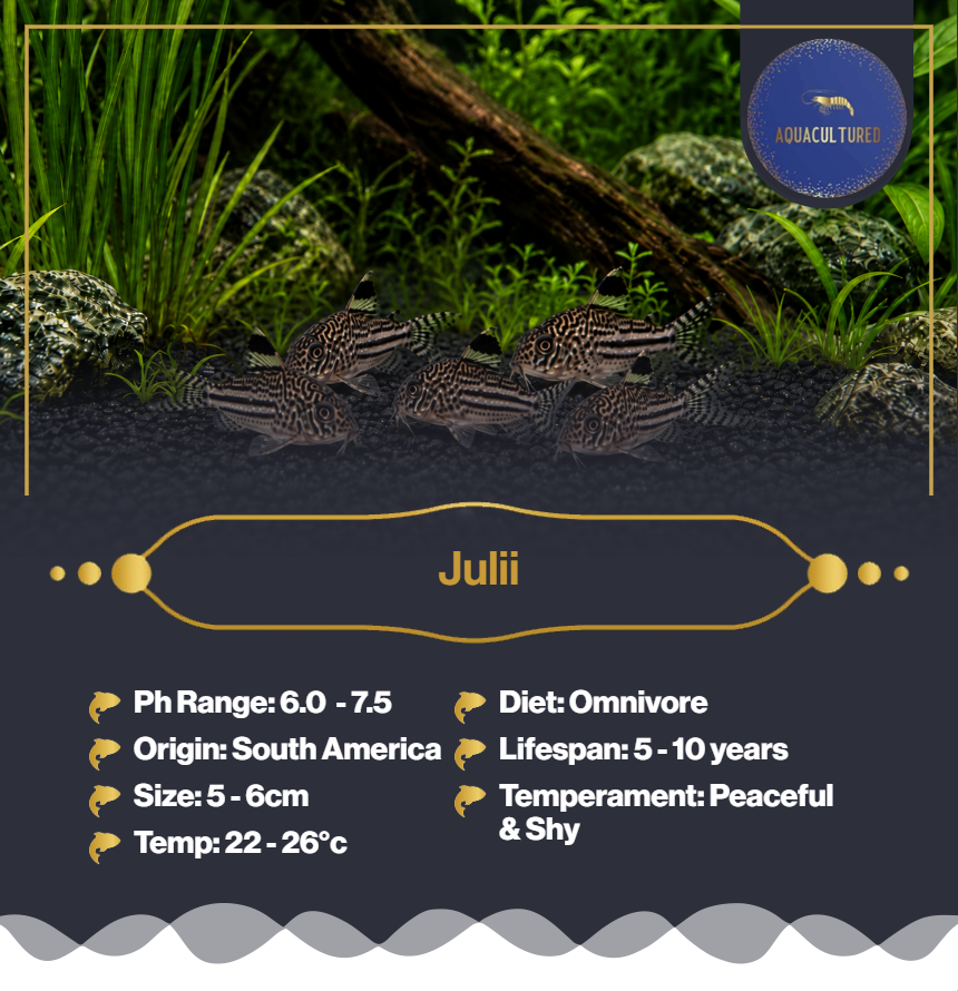 Julii 