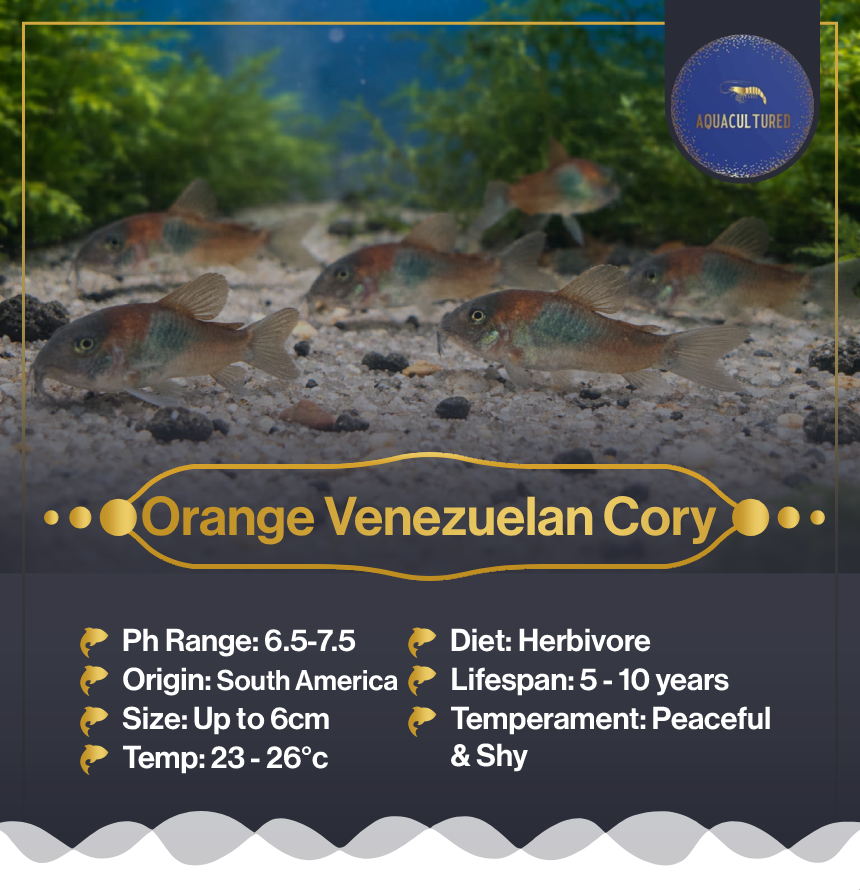 Orange Venezuelan Cory
