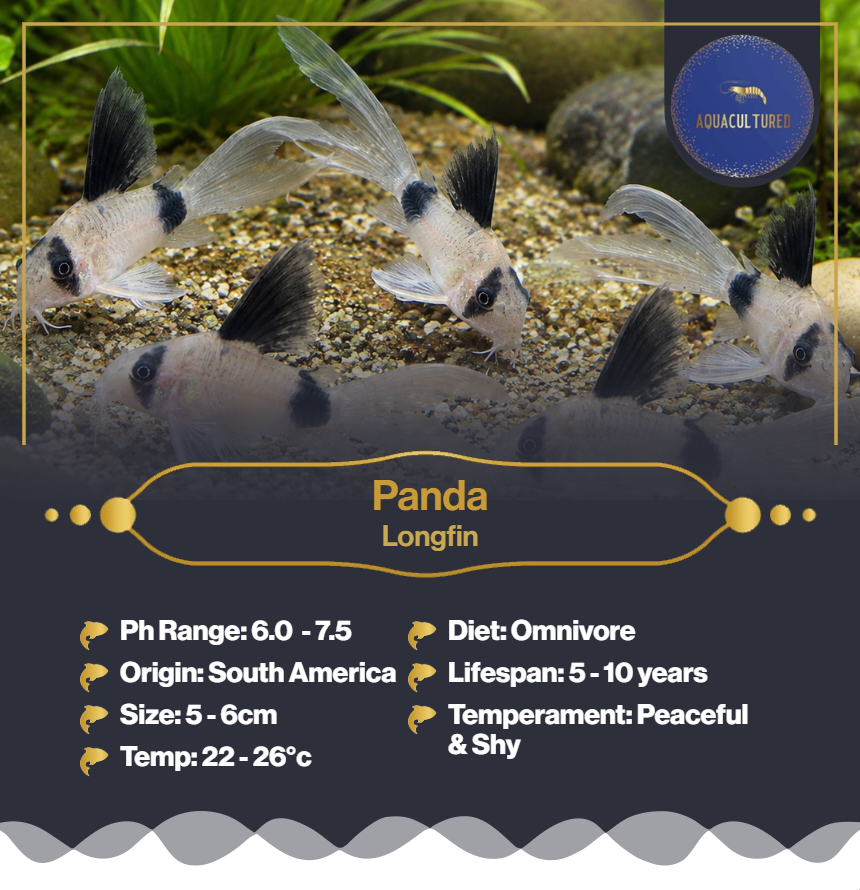 Longfin Panda Cory