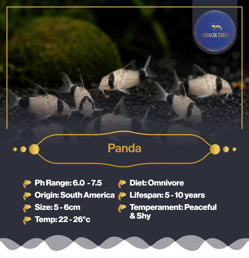 Panda Cory