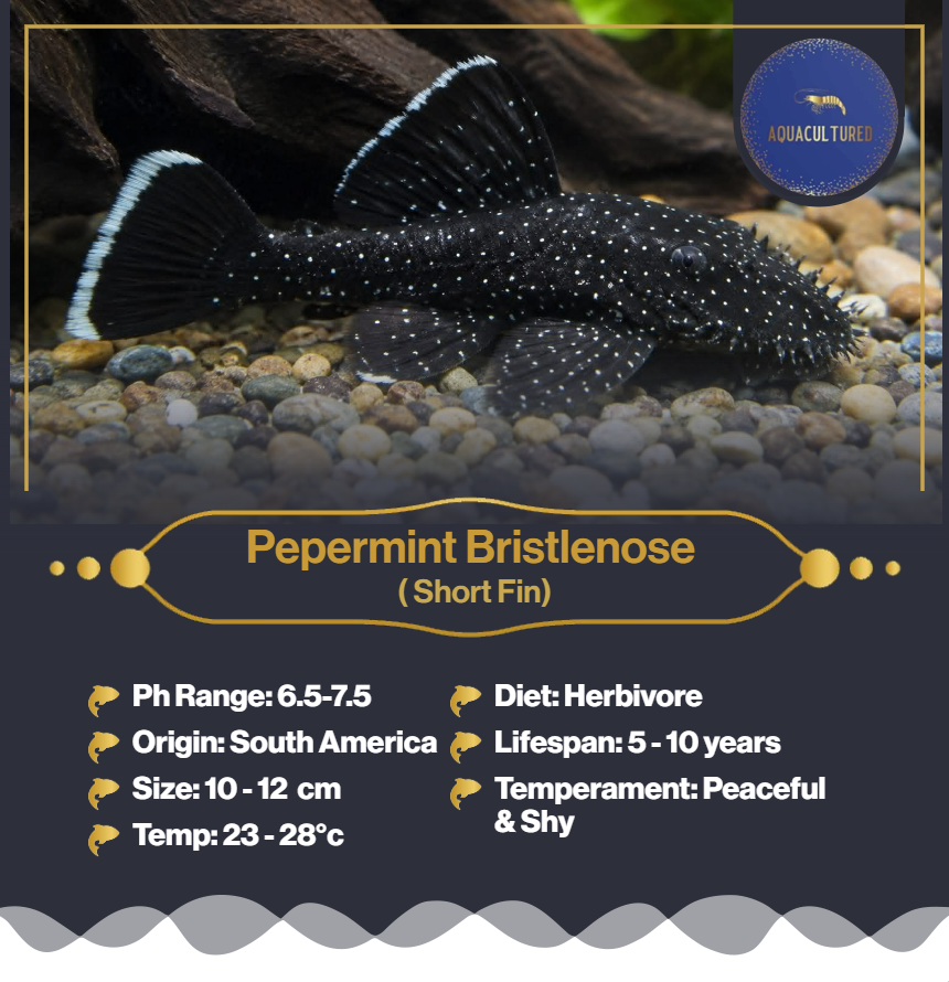 Peppermint Bristlenose (SF)