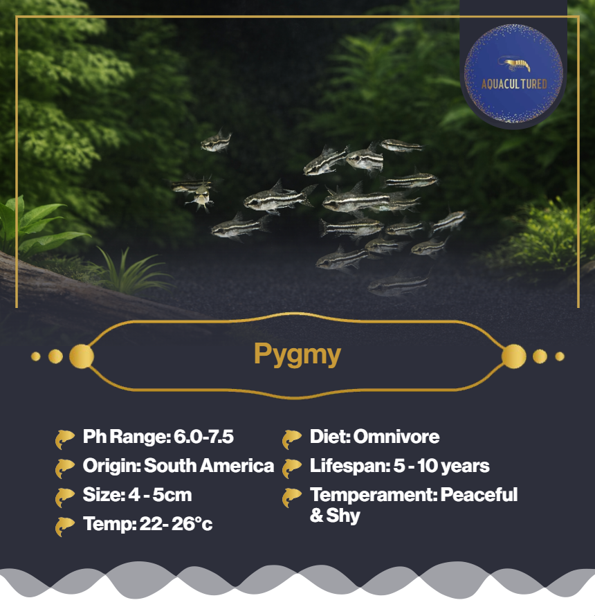 Pygmy Corys