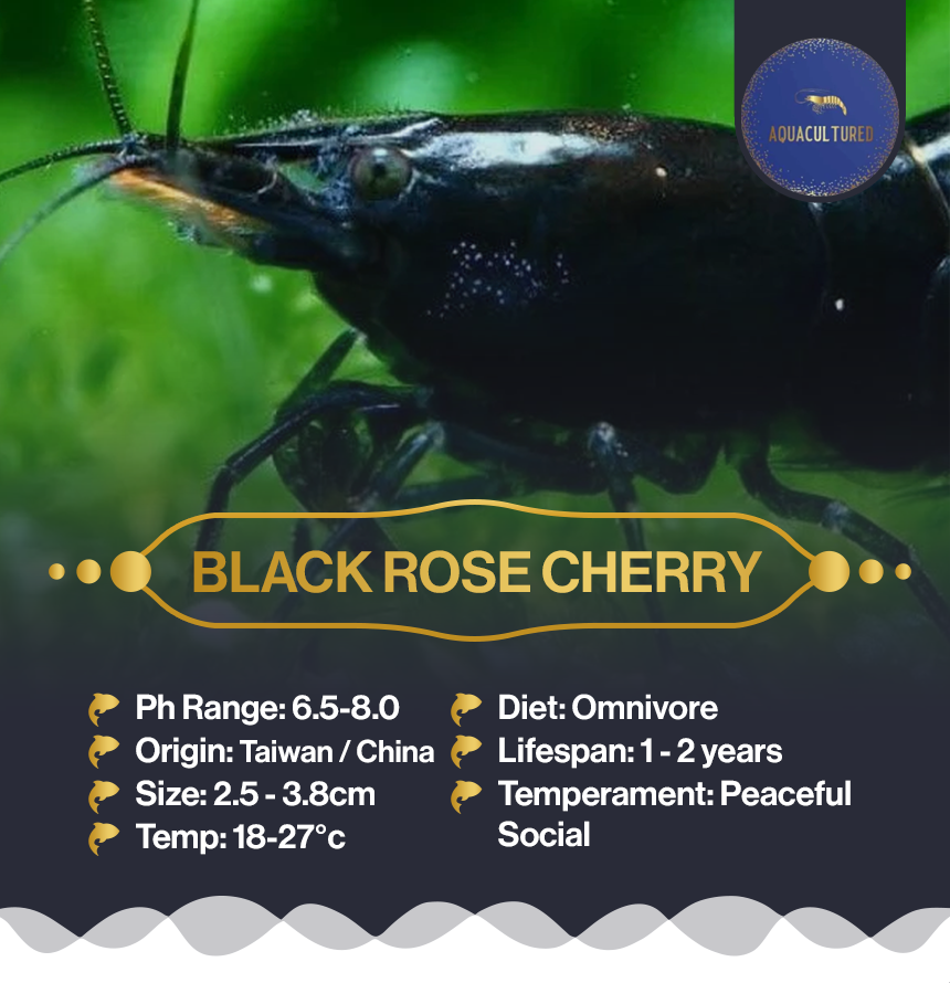 Black Rose Cherry