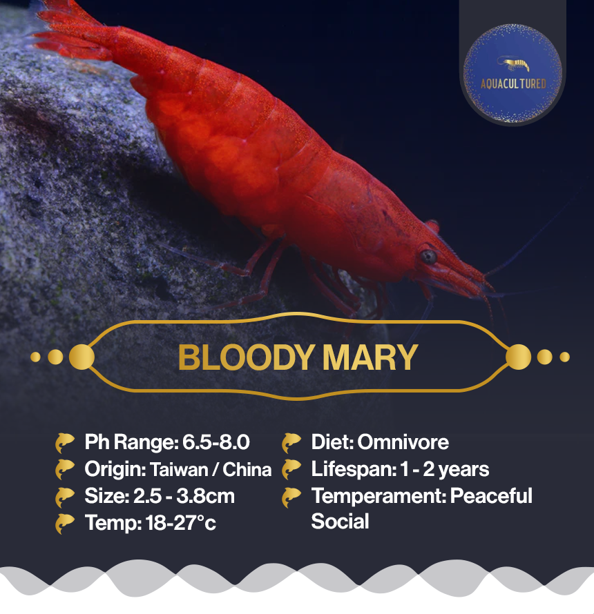 Bloody Mary