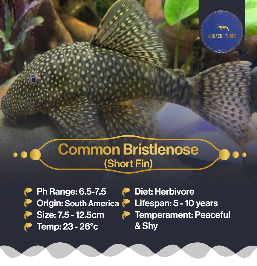 Common Bristlenose (SF)