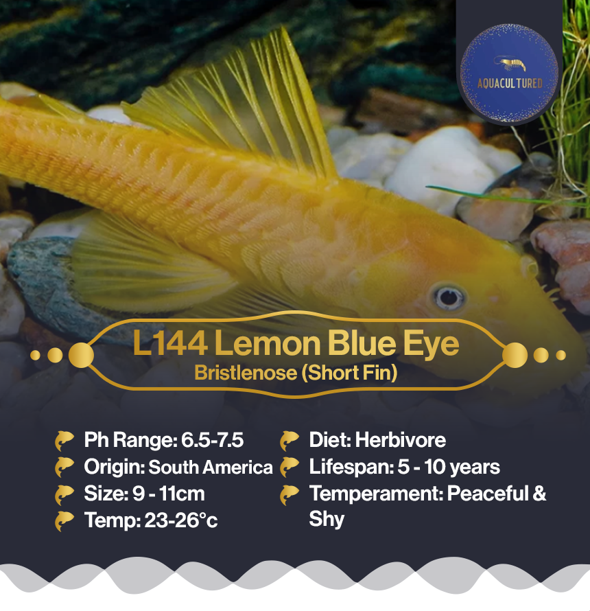 L144 Lemon Blue Eye (SF)