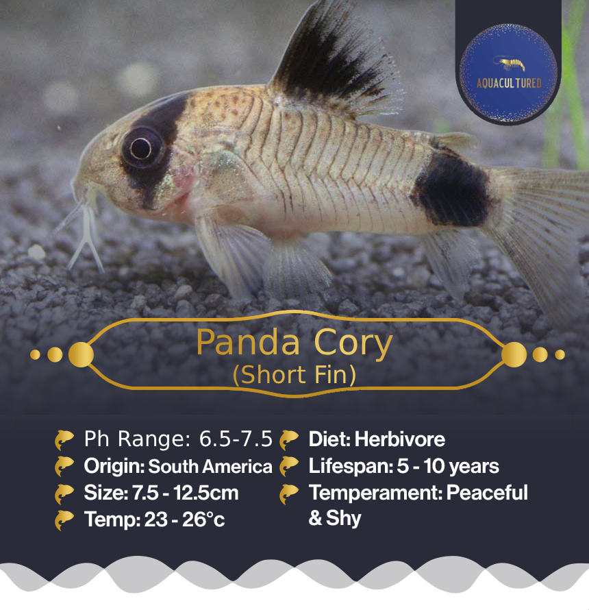 Panda Cory