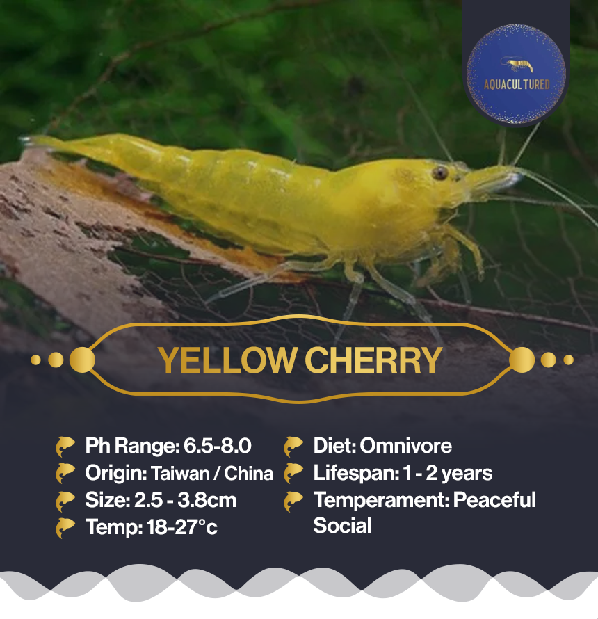 Yellow Cherry